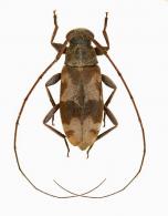 Lepturges (Lepturges) complanatus  Bates, 1863