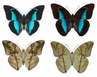 Archaeoprepona licomedes licomedes (Cramer, 1777)   ♂ & ♀