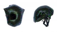 Chelyoidea sp2