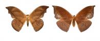 Oxytenis naemia aravaca  (Druce, 1906) ♂ & ♀