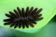 Riodinidae Gen sp