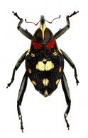 Macrocopturus rugosicollis (Heller, 1885)