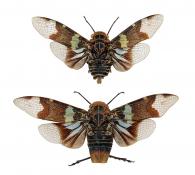 Scaralis versicolor Distant, 1906  ♂ & ♀