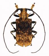 Polyrhaphis olivieri  Thomson, 1865