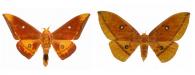Eacles acuta Schaus, 1905 ♂ & ♀