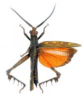 Aeolacris caternaulti (Feisthamel, 1837)