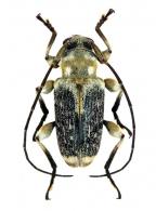 Acanthoderini Gen sp G469