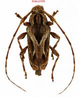 Carphina elisabethae Roguet, 2022 PARATYPE