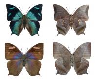 Memphis glauce glauce (Felder & Felder, 1862)  ♂ & ♀