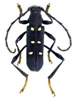 Zonotylus interruptus  (Olivier, 1790)