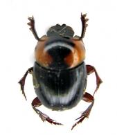 Canthidium sp1