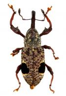 Molytinae Gen sp27