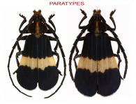 Deltosoma fernandezi   Dalens & Giuglaris, 2014  ♂ & ♀ PARATYPES