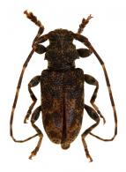Punctozotroctes hovorei  Tavakilian & Neouze, 2007