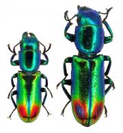 Temnoscheila splendida Gory, 1831  ♂ & ♀