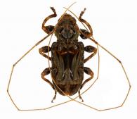 Macronemus antennator (Fabricius, 1801)