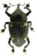 Homalinotus hystrix  (Olivier, 1790)