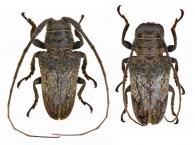 Onciderini Gen sp G296  ♂ & ♀