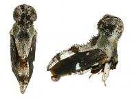 Hypsoprora sp3