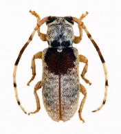 Desmiphorini Gen sp G276