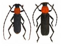 Callancyla croceicollis  (White, 1855)  ♂ & ♀
