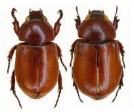 Cyclocephala simulatrix  Höhne, 1923  ♂ & ♀