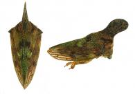 Potnia spatulata de Andrade, 2003