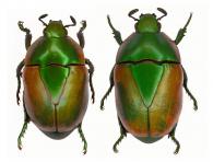 Macraspis olivieri   (Waterhouse, 1881)  ♂ & ♀