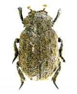 Polynoncus juglans (Ratcliffe, 1978)