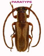 Amphicnaeia odettae Bezark, Santos-Silva & Devesa, 2020 PARATYPE