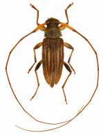 Paroecus strigosus (Monné, 1988)