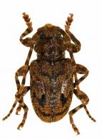 Ozotroctes ogeri  Tavakilian & Neouze, 2007 