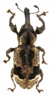 Molytinae Gen sp68