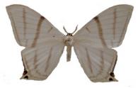 Therinia geometraria  Felder, 1832