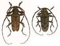 Oreodera undulata  Bates, 1861  ♂ & ♀