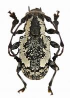 Satipoella bufo  (Thomson, 1868)