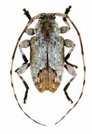 Leptostylus cretatellus   Bates, 1863