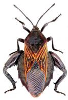 Pachylis sp1