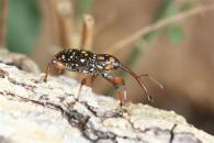 Marshallius sp.