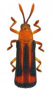 Octhispa sp5
