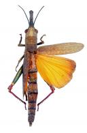 Bactrophora dominans Westwood, 1841