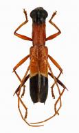 Hexoplon carissimum  (White, 1855)