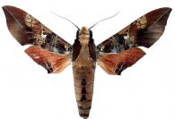 Callionima inuus (Rothschild & Jordan, 1903)