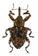 Conotrachelus sp69