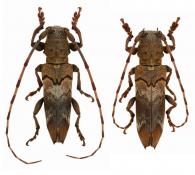 Rhaphiptera rixator  Thomson, 1868   ♂ & ♀