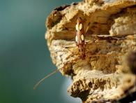 Ectenessa spinipennis