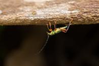 Mionochroma sp