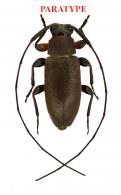 Lepturges (Lepturges) brunneus Roguet, 2022 PARATYPE