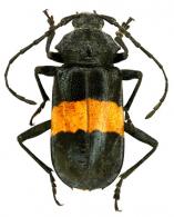 Seabriella fasciata   Zajciw, 1960