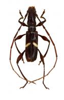 Neoibidionini Gen sp G68
